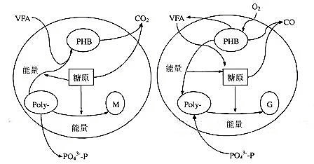 生物除磷.png